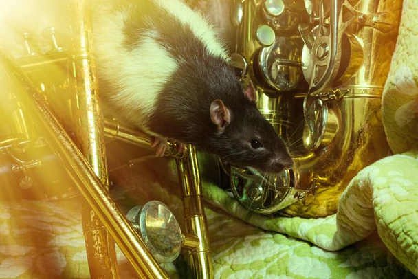 Fancy pet rats playing on classic music instruments - Fotografie, Obrázek