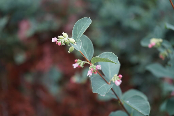 Symphoricarpos albus on kukkivan kasvin laji kuusama-perheessä, joka tunnetaan yleisellä nimellä tavallinen lumivatukka. Berliini, Saksa   - Valokuva, kuva