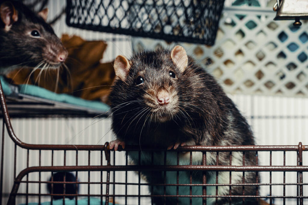 Amistoso doble rex patchwork sin pelo mascota rata explorar jaula - Foto, Imagen