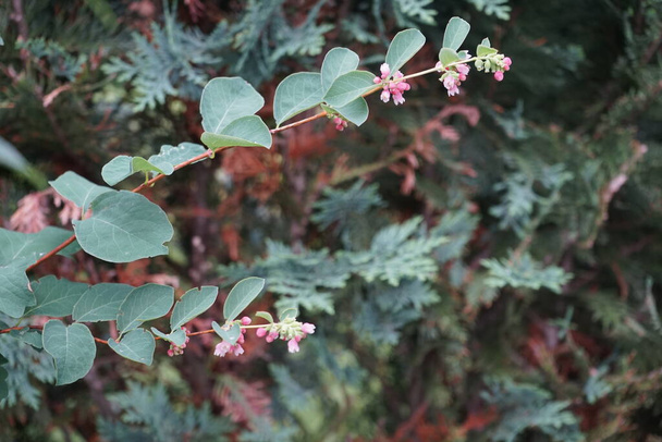 Symphoricarpos albusは、一般的な名前のスノーベリーで知られているスイカズラ科の開花植物の種です。ドイツ・ベルリン   - 写真・画像