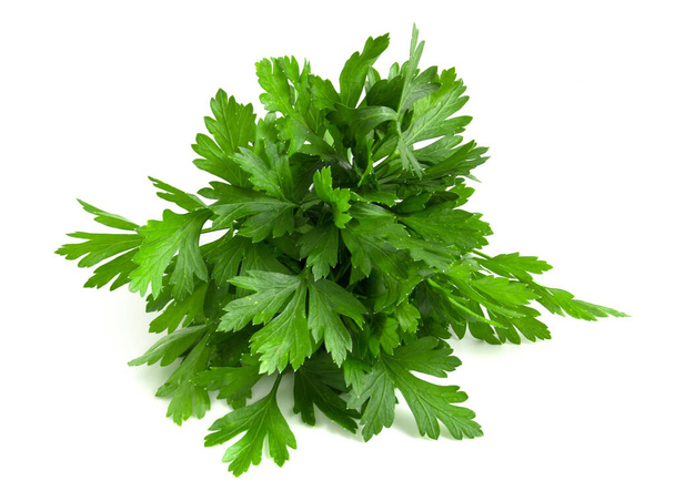 Fresh green parsley collected in a bunch isolated on white background - Photo, Image