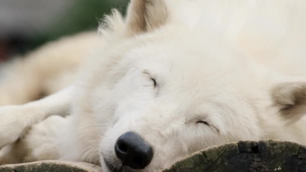 Arctische wolf slaapt en kijkt dan naar de camera, Omega in Quebec, Canada - Video