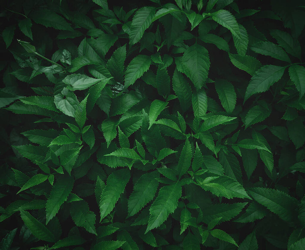 Yaprak yeşil arka plan koyu yeşil yaprakları - Fotoğraf, Görsel