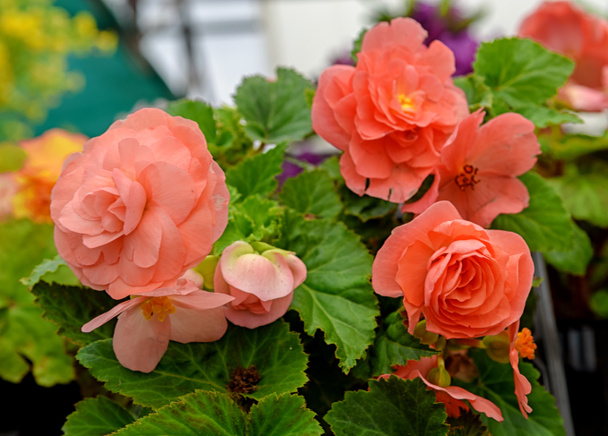 Rózsaszín begónia virágok, gumós begónia a kertészeti központban. Gyönyörű, friss növény természetes fénnyel. - Fotó, kép