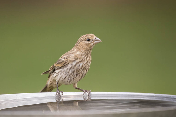 A cute little song sparrow is perched on the edge of a bird bath in north Idaho. - Foto, afbeelding