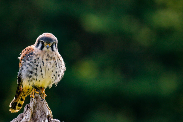 Staattinen kuva American Kestrelistä, latinankielinen nimi Falco sparverius. Tämä on Pohjois-Amerikan pienin haukka.. - Valokuva, kuva