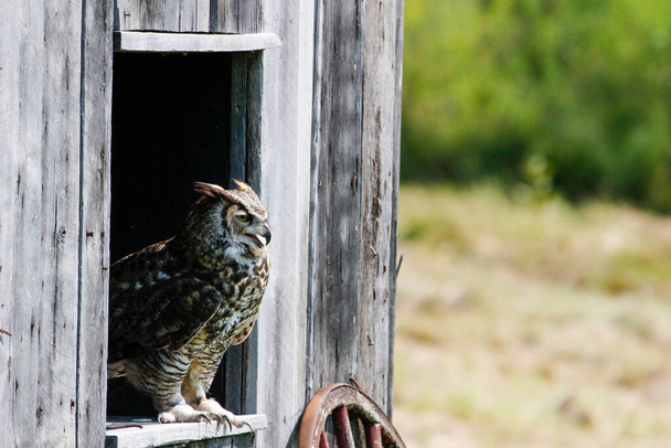 Εξαιρετικές φωτογραφίες ενός Great Horned Owl ή Bubo virginianus. Όμορφο φόντο για ταχυδρομικές κάρτες ή ιστοσελίδες με χώρο για copyspace  - Φωτογραφία, εικόνα