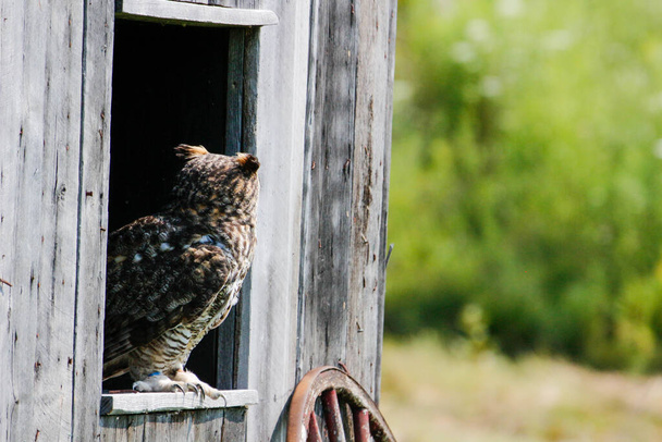 Εξαιρετικές φωτογραφίες ενός Great Horned Owl ή Bubo virginianus. Όμορφο φόντο για ταχυδρομικές κάρτες ή ιστοσελίδες με χώρο για copyspace  - Φωτογραφία, εικόνα