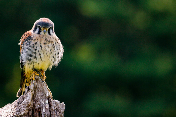 Στατική φωτογραφία του Αμερικάνικου Κέστρελ, λατινικό όνομα Falco Sparverius. Αυτό είναι το μικρότερο γεράκι στη Βόρεια Αμερική.. - Φωτογραφία, εικόνα