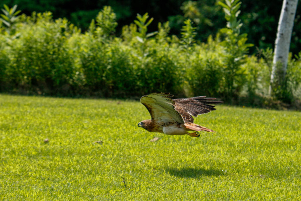 Photos d'action d'un faucon à queue rouge, nom latin Buteo jamaicensis. C'est un faucon commun en Amérique du Nord. - Photo, image
