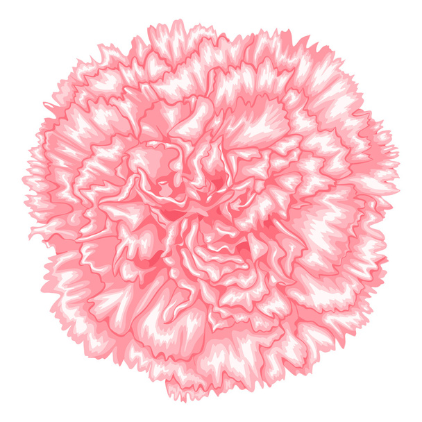 Belle oeillet rose isolé sur fond blanc
. - Vecteur, image
