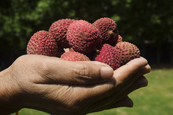 Female holding freshly plucked Lychees fruit in wicker bamboo basket. Litchi fruits bunch with stems of leechi leaves on grass nature outdoor background. (Lichi, Litche, Litchi, Leechi) - Фото, изображение
