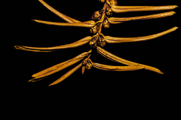 Close up shot of dry pine needles on black background - Photo, Image