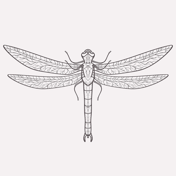 Vector illustration of dragonfly - Vektor, kép