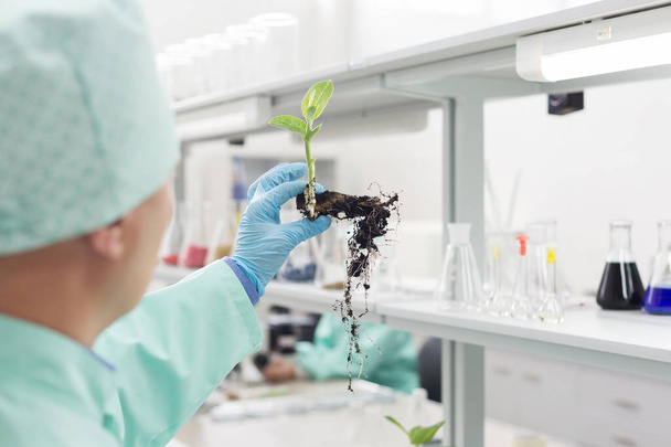 Scientist examines the root of the plants in the laboratory. Concept: Scientific Research in Biology - Foto, afbeelding