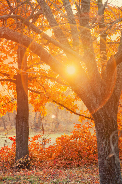 A nap átsüt a fák ágain az őszi erdőben. - Fotó, kép