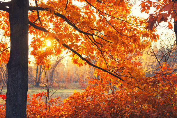 Le soleil brille à travers les branches des arbres dans la forêt d'automne - Photo, image
