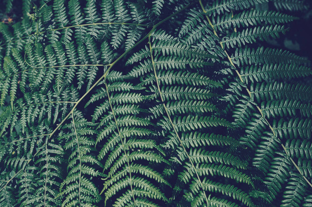 green fern branch as photo background for any text - Foto, imagen