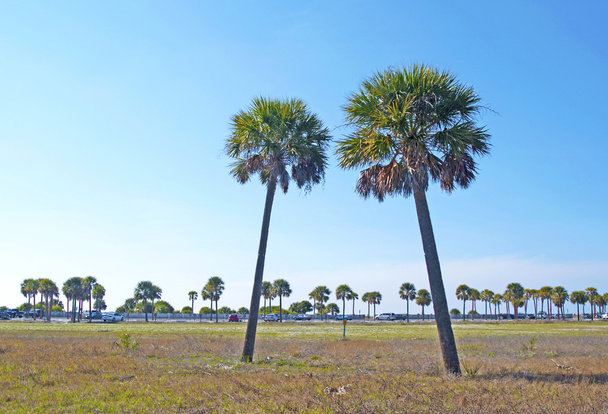 Две пальмы
 - Фото, изображение