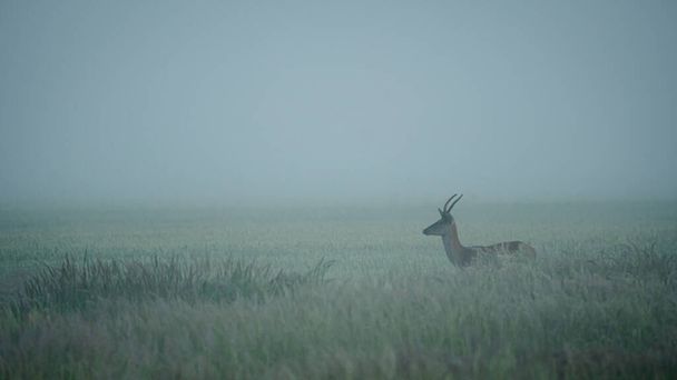 Cerf rouge (Cervus elaphus) marche dans l'herbe par un matin brumeux - Photo, image