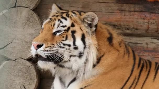 Hämmästyttävä afrikkalainen tiikeri lähellä, saalistaja kissan perhe - Materiaali, video