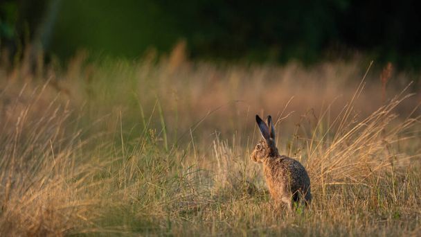 European Brown Hare (Lepus Europaeus) αναπαύεται σε ένα λιβάδι. Ο λαγός λιάζεται στον ήλιο. λαγός σε καλοκαιρινή αγροτική γη ρύθμιση - Φωτογραφία, εικόνα