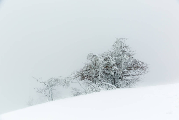 Paysage avec un arbre enneigé et glacé en hiver sur une pente de montagne par temps brumeux. - Photo, image