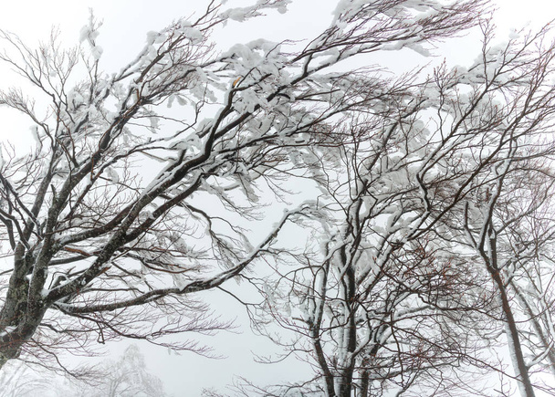 Branches of a snow-covered, icy tree in cloudy weather. - Foto, immagini