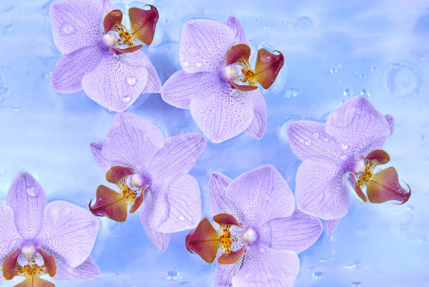 Flores de orquídea en gotas flotando en el agua, telón de fondo. - Foto, Imagen