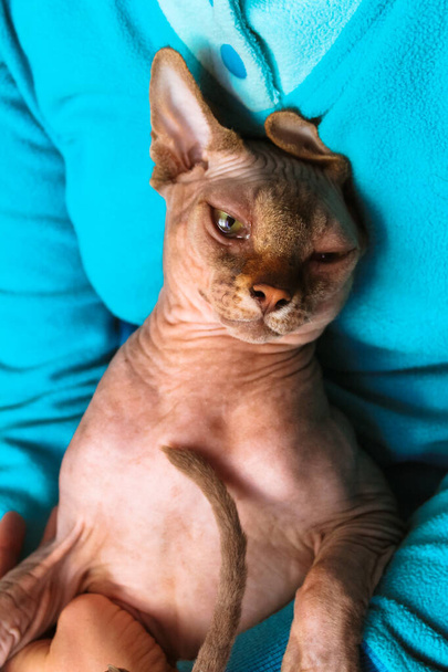 Egy gyönyörű zöld szemű kanadai Szfinx macska egy pimasz szájkosaras kifejezés ül a szeretője karjaiban. Kopasz macskás portré kék háttérrel. Egy magabiztos, szerethető szfinx macska. Macskák világnapja. - Fotó, kép