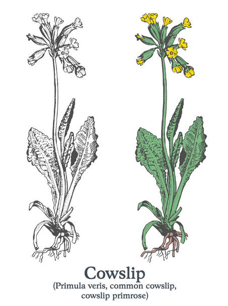 Koeienlip. Kleurrijke vector hand getrokken plant. Vintage geneeskrachtige plant schets. - Vector, afbeelding