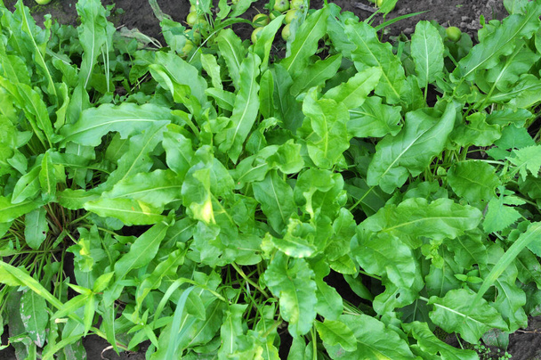 Sorrel grows in open organic soil in the garden - Photo, Image