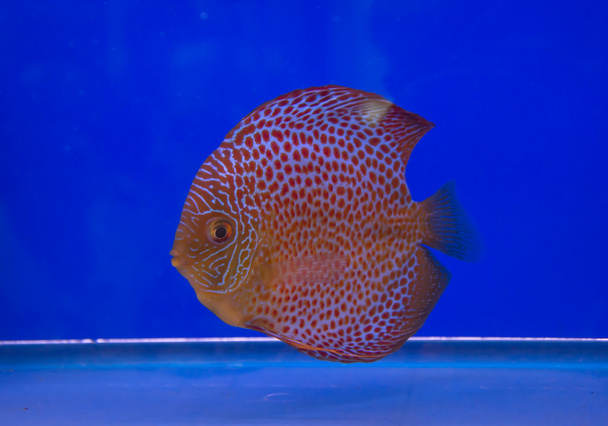 pompadour hal - Fotó, kép