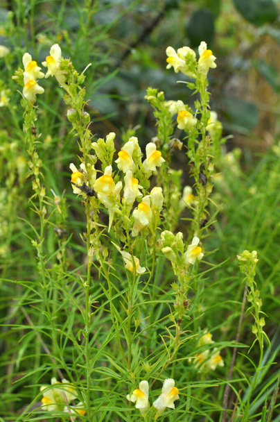 Linaria vulgaris blooms in the wild among grasses - Photo, Image