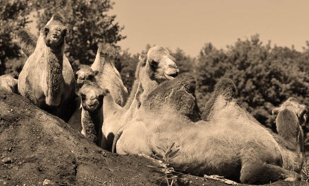 Η καμήλα είναι ένα οπληφόρο εντός του γένους Camelus, που φέρει διακριτικά λιπαρά αποθέματα γνωστά ως humps στην πλάτη του. Υπάρχουν 2 είδη καμήλων: το dromedary l έχει 1 καμπούρα, και το bactrian έχει 2 καμπούρες - Φωτογραφία, εικόνα