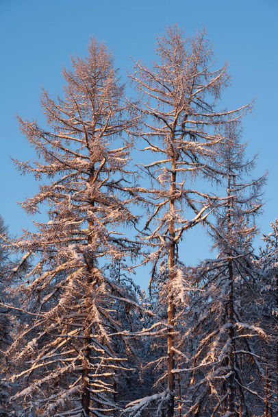 Zimowy las, wysokie, śnieżne modrzewie pokryte śniegiem na tle błękitnego nieba. - Zdjęcie, obraz