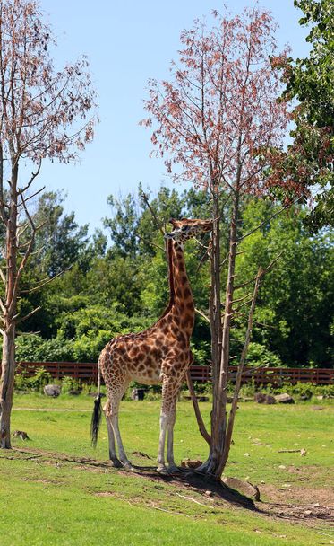 The giraffe (Giraffa camelopardalis) is an African even-toed ungulate mammal, the tallest of all extant land-living animal species, and the largest ruminant. - Photo, Image