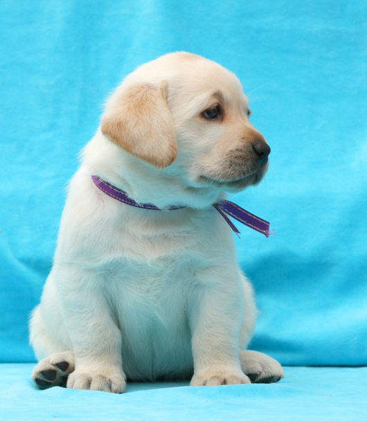 žlutý labrador štěně portrét zblízka - Fotografie, Obrázek