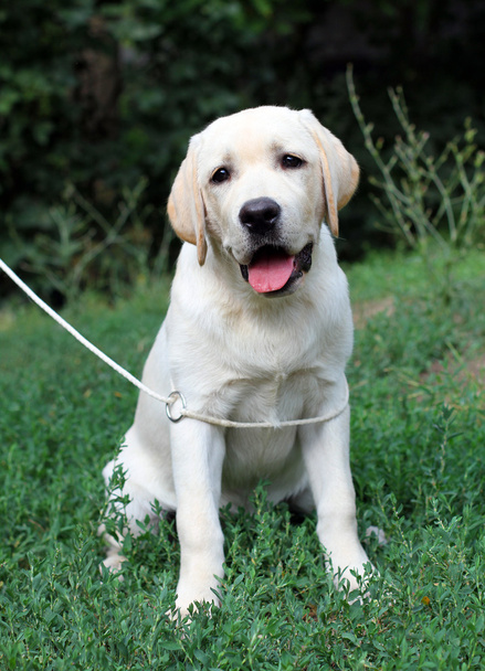 retrato de cachorro labrador amarillo de cerca en la hierba
 - Foto, Imagen