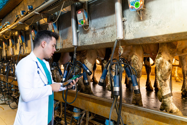 Portrait of dairy farmer milking cows with milking machines - Zdjęcie, obraz