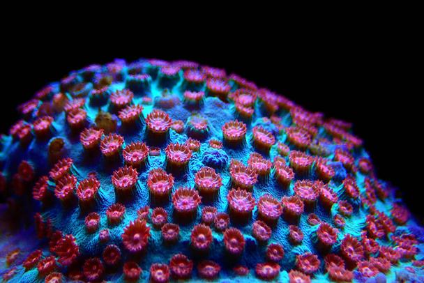 Метеорный душ Cyphastrea stony coral - Cyphastrea sp. - Фото, изображение