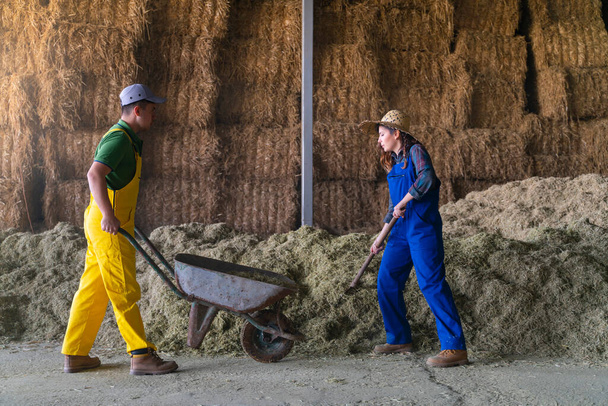 Couple of farmers collect straw from the field - Photo, image