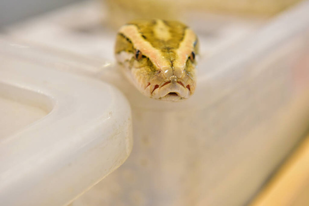 Rayong Thaïlande 04 août 2019 flou Serpent albinos balle python sur fond blanc. Animaux domestiques mignons communs.   - Photo, image