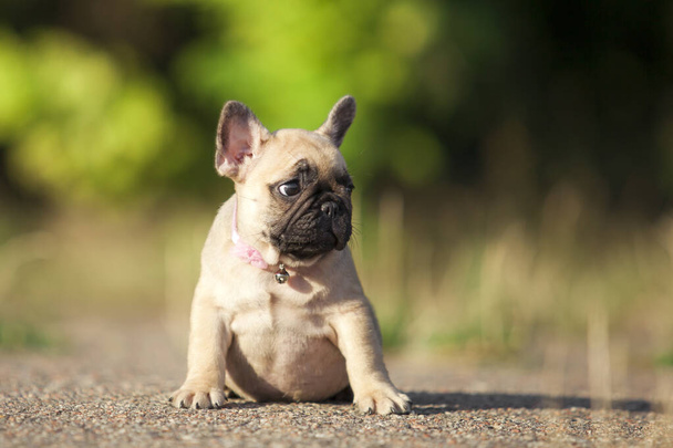 Tatlı Fransız Bulldog açık havada - Fotoğraf, Görsel