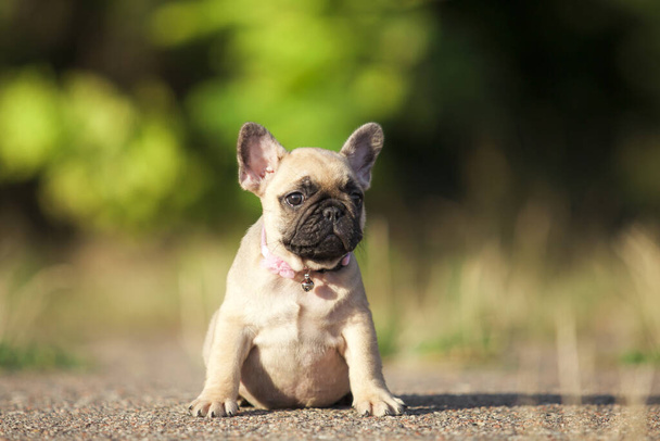 Cute French Bulldog dog outdoor - Photo, Image