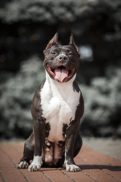 Amerykański Staffordshire terrier pies na zewnątrz - Zdjęcie, obraz