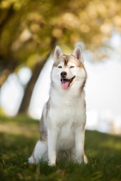 чарівний сестринський чоловічий собака на відкритому повітрі
 - Фото, зображення