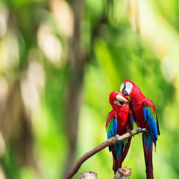 Trait z niebieskiego i złotego macaw - Zdjęcie, obraz