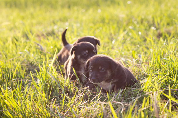 Little puppies running on grass, soft light - Photo, Image