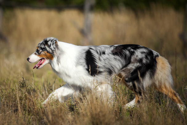 美しいオーストラリアの羊飼いの犬屋外 - 写真・画像